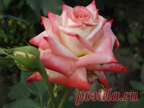 розы