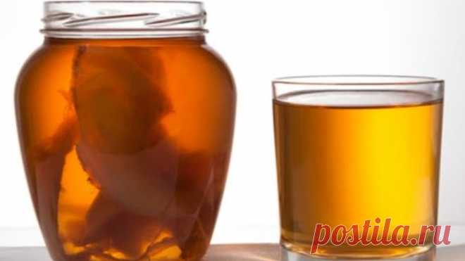 Как вырастить чайный гриб (Kombucha) дома самостоятельно