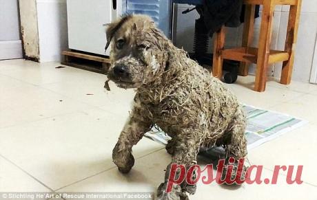 Удивительное преображение щенка Дети измазали этого четырехмесячного щенка промышленным клеем. Засохший клей, словно цемент, прилип к коже животного и стеснял движения.