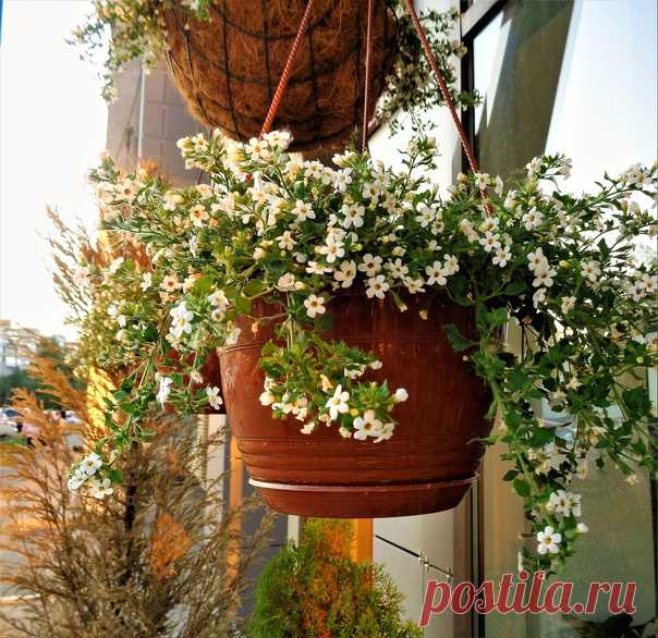 Цветущая бакопа украшает горд в кашпо)))😊🌼☀