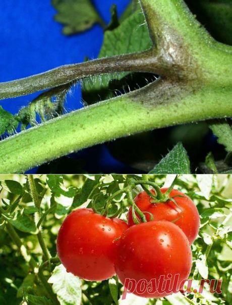 Старый метод подкормки растений и профилактика фитофторы!