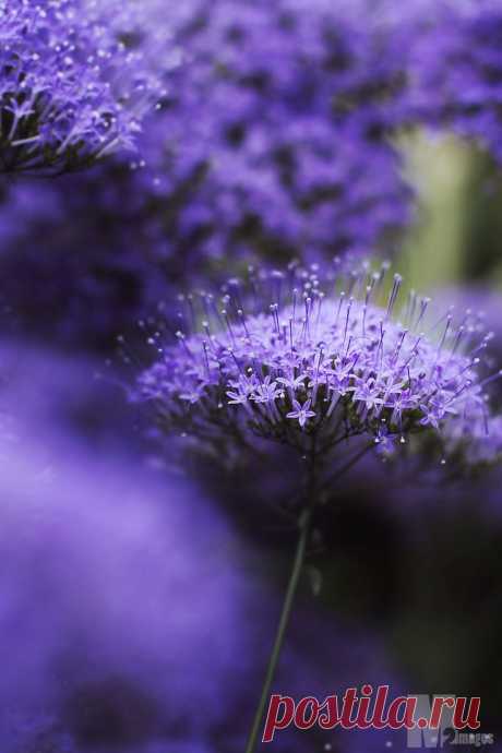purple violet flowers | Flowers