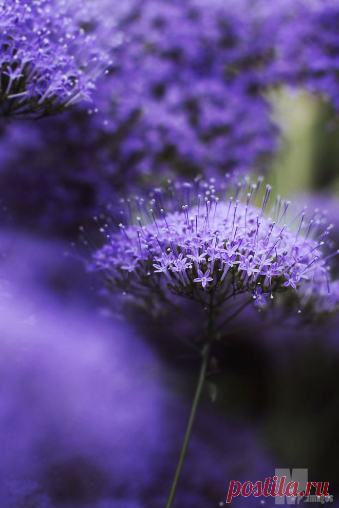 purple violet flowers | Flowers
