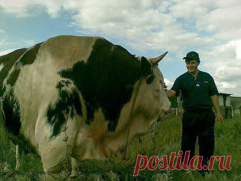 (56) Одноклассники