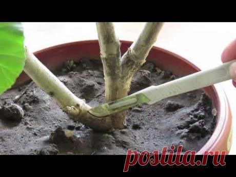 ПРОБУЖДАЕМ СПЯЩУЮ ПОЧКУ НА ГЕРАНИ И ДЕЛАЕМ ВЕТКУ , где нам нужно