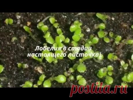 Лобелия через 17 дней)))Ч.3 (15.02.2016)