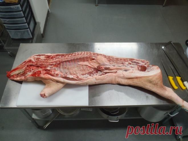 А вы знали, почему евреи и мусульмане не употребляют в пищу мясо некоторых животных? - Part 2