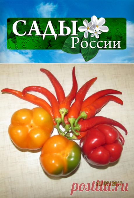 Наш Урожай-2016 / урожай / 7dach.ru