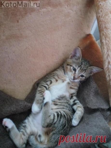 Сплюшка | KotoMail.ru