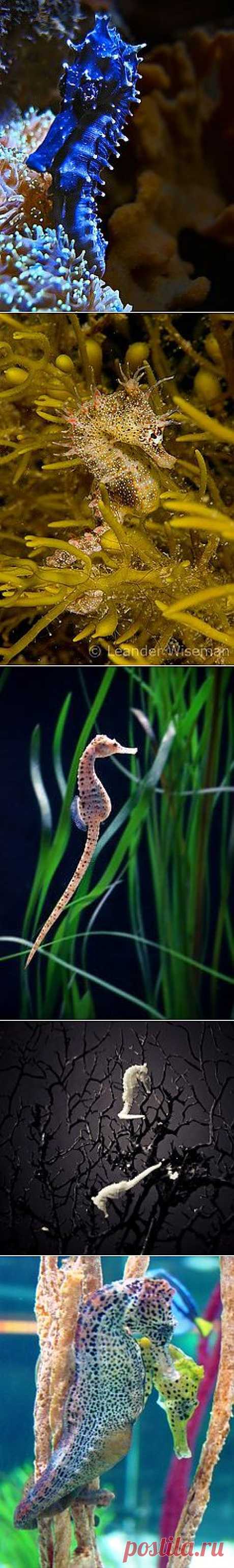 Seahorse (морские коньки)