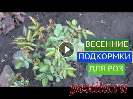 РОЗЫ: О ЧЕМ НЕЛЬЗЯ ЗАБЫТЬ В МАЕ! Лариса, как/чем/когда кормить розу? В этом ролике я отвечу на все эти вопросы, расскажу про корневую и внекорневую подкормку, покажу как и чем мульчир...