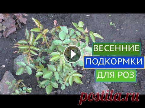РОЗЫ: О ЧЕМ НЕЛЬЗЯ ЗАБЫТЬ В МАЕ! Лариса, как/чем/когда кормить розу? В этом ролике я отвечу на все эти вопросы, расскажу про корневую и внекорневую подкормку, покажу как и чем мульчир...