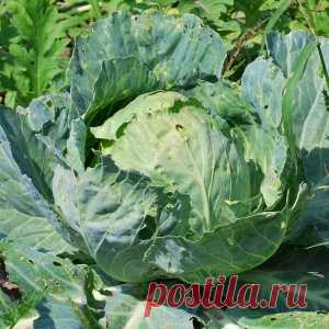 КАК БОРОТЬСЯ С ГУСЕНИЦАМИ НА КАПУСТЕ?