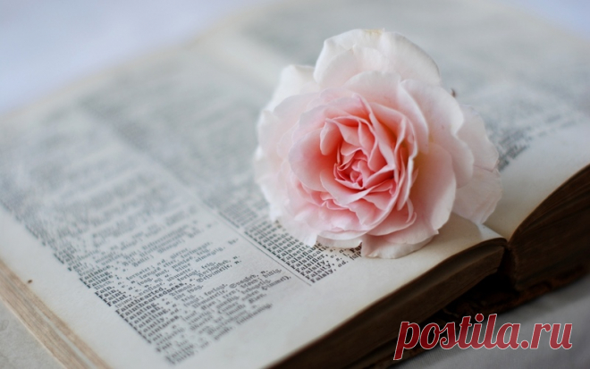словарь, книга, роза, страницы, розовая, цветок обои на рабочий стол и картинки 62518