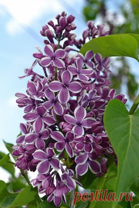 Lilacs, flickr от houndstooth4 | Pinterest: инструмент для поиска и хранения интересных идей