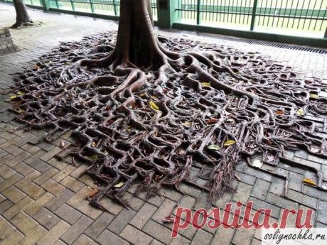 Корни дерева проросли над тротуарной плиткой, фото на тему "Интересные фотографии"