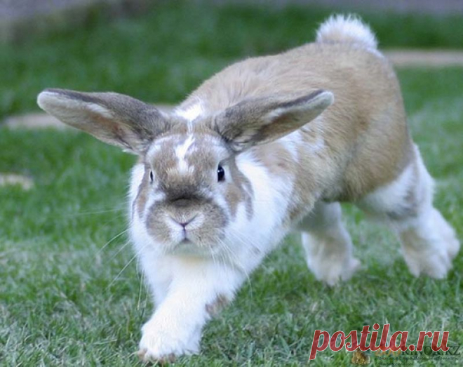 Зоорынок - продажа животных в Казахстане. Кролики племенные разных видов и возрастов