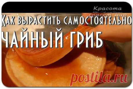 Выращиваем чайный гриб самостоятельно!

1. Выращивание гриба из черного чая

Если чайный гриб нужен вам лишь только для вкусного напитка, обладающего общеукрепляющими действием, можно вырастить чайный гриб только из черного чая. Вам понадобится трехлитровая банка, марлевая ткань, заварочный чайник, кипяток, сахар и крупнолистовая заварка черного чая. Причем заварка должна быть самой обычно, без каких-либо добавок – чем дешевле, тем лучше.

Первое, что необходимо сделать – ...