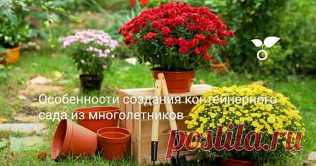 Особенности создания контейнерного сада из многолетников Далеко не все многолетники могут расти в том или ином климате. Но их можно вырастить в контейнерах. И даже составить из них контейнерный сад. Но у выращивания многолетников в контейнерах имеются свои секреты, давайте разберемся в них.