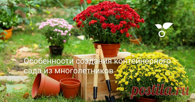 Особенности создания контейнерного сада из многолетников Далеко не все многолетники могут расти в том или ином климате. Но их можно вырастить в контейнерах. И даже составить из них контейнерный сад. Но у выращивания многолетников в контейнерах имеются свои секреты, давайте разберемся в них.