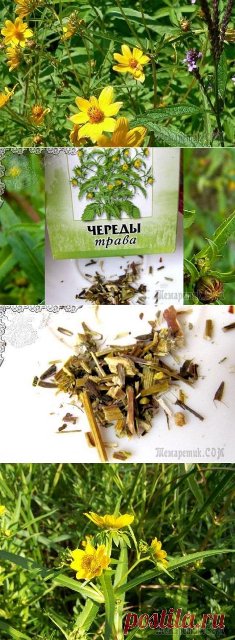 Как применять череду для ухода за жирной и проблемной кожей