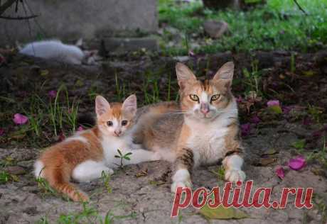 ФОТОМАСТЕРСКАЯ ПРИРОДЫ
ღஐ♥●•٠·˙Victoria ˙˙·٠•●♥ஐღ