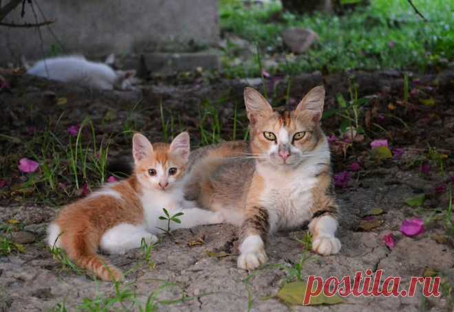 ФОТОМАСТЕРСКАЯ ПРИРОДЫ
ღஐ♥●•٠·˙Victoria ˙˙·٠•●♥ஐღ