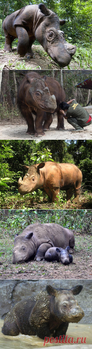 Смотреть изображения суматранских носорогов | Зооляндия