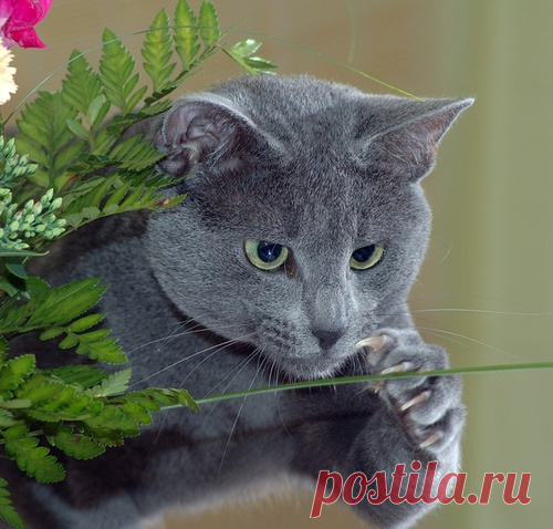 Домашний патриотизм: русские породы кошек
