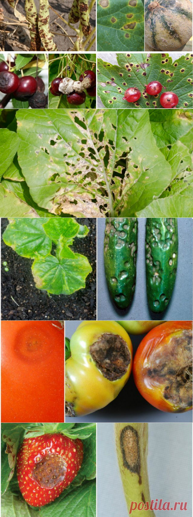 Антракноз грибковое заболевание растений и как лечить