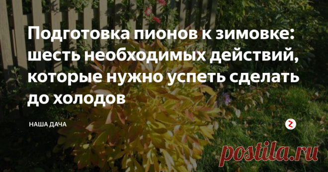 Подготовка пионов к зимовке: шесть необходимых действий, которые нужно успеть сделать до холодов Уход за пионами продолжается вплоть до наступления морозов. Чтобы цветы комфортно перезимовали и легко перенесли минусовые температуры, осенью необходимо о них позаботиться. Осенний уход за пионами состоит из шести простых шагов – именно так, а не иначе ухаживают за  своими клумбами опытные садоводы.