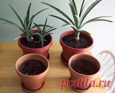 Как вырастить ананас дома из верхушки пошагово: как посадить дома ананас, в какую землю сажать ананас