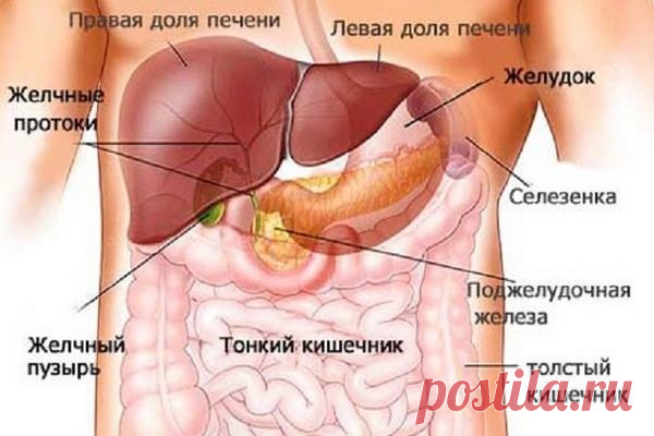 СИГНАЛЫ, УКАЗЫВАЮЩИЕ НА ЗАБОЛЕВАНИЕ ПЕЧЕНИ
#Су_Джок #Ангелина_Пасхалиди 
Печень называют самым немым органом, в ней нет нервных окончаний, поэтому она и не болит. А если ее болезни и дают о себе знать, то такими неожиданными признаками, что вы не заподозрите настоящую причину.
Человек долгие годы может даже не подозревать, что здоровье его печени нарушено.

Орган находится в специальной капсуле, которая представляет собой двухслойную оболочку.
Болевые или неприятные ощущен...
