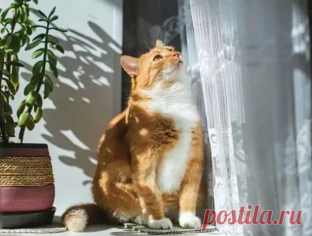 Оконные шторы: бюджетные, практичные и очень красивые идеи - Сам себе мастер - 5 мая - 43241120266 - Медиаплатформа МирТесен