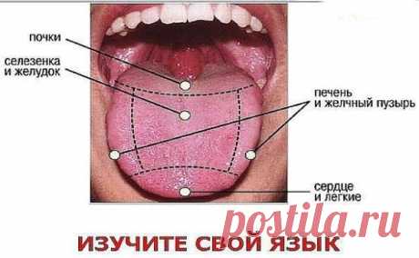 Сохраните, чтобы не потерять
СОВЕТ 1: Как по языку узнать о сбоях в работе позвоночника, желудка, печени и предотвратить их?
В медицине очень мало правил без исключений, но среди них есть одно такое правило: симптомы заболеваний проявляются на языке примерно за сутки–двое до того, как начинают болеть пораженные органы. 
Диагностику по языку следует проводить утром, натощак, при естественном дневном освещении и после предварительного ополаскивания ротовой полости.
При осмот...