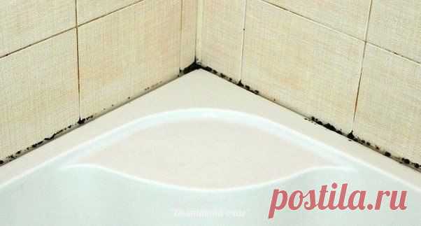 Как избавиться от плесени и грязных швов между плиткой?