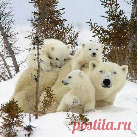 Царство животных!