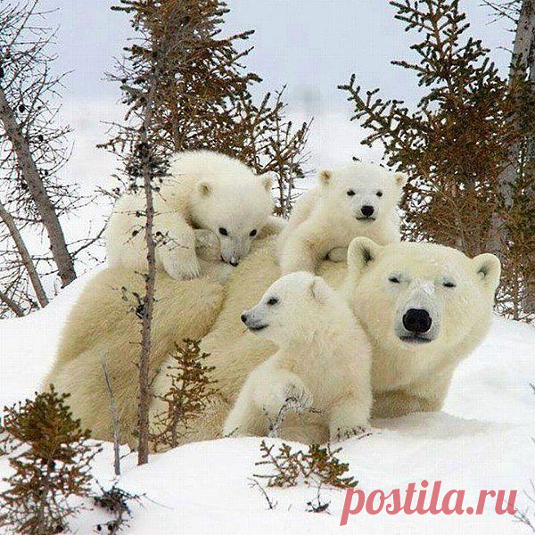 Царство животных!