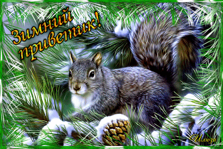 Зимний приветик от белочки -  картинки - Анимационные блестящие картинки GIF