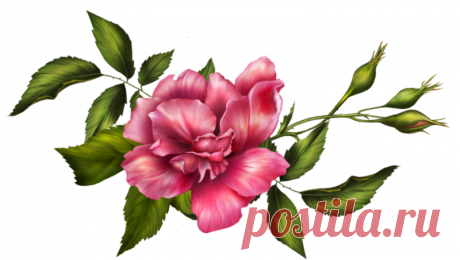 Цветы - Клипарты PNG - Клипарты у Анны.