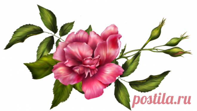 Цветы - Клипарты PNG - Клипарты у Анны.