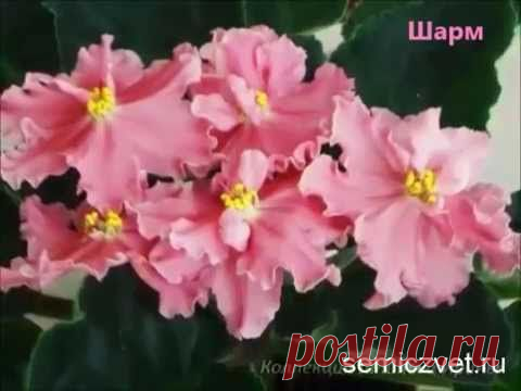 Королева Фиалка | Семицвет: творчество, вдохновение, общение.