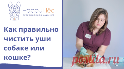 Как чистить уши кошке или собаке в домашних условиях | HappyПёс, ветеринарные клиники | Дзен