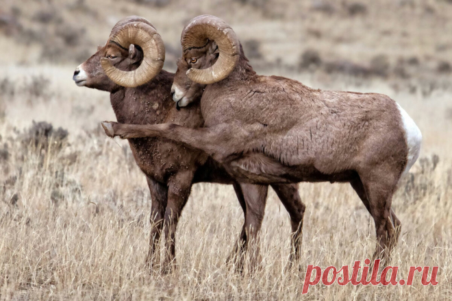 20 редких и смешных фото животных, которые поднимут вам настроение | Российское фото | Яндекс Дзен