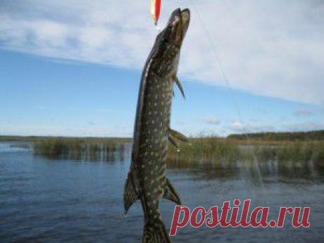 Самый лучший отдых - это рыбалка