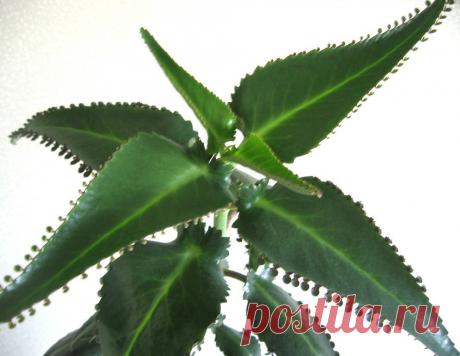 (8) Одноклассники