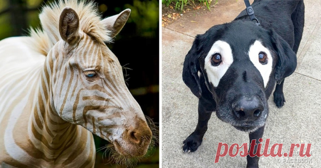 15 животных, на которых у природы не хватило краски Одна из самых удивительных мутаций.