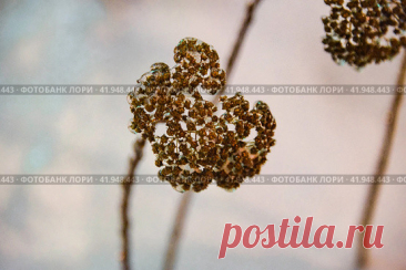 Close-up of dry frozen plant in winter Стоковое фото, фотограф Ilaronsia / Фотобанк Лори