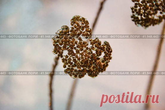 Close-up of dry frozen plant in winter Стоковое фото, фотограф Ilaronsia / Фотобанк Лори