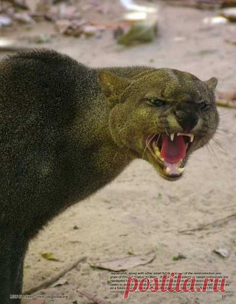 Музей исцеляющих кошек-Фото №5